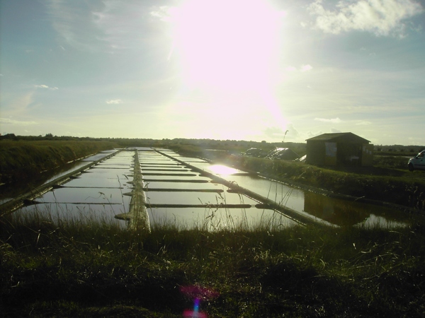 Les Marais Salants le soir
