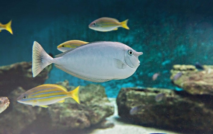 aquarium 7eme continent
