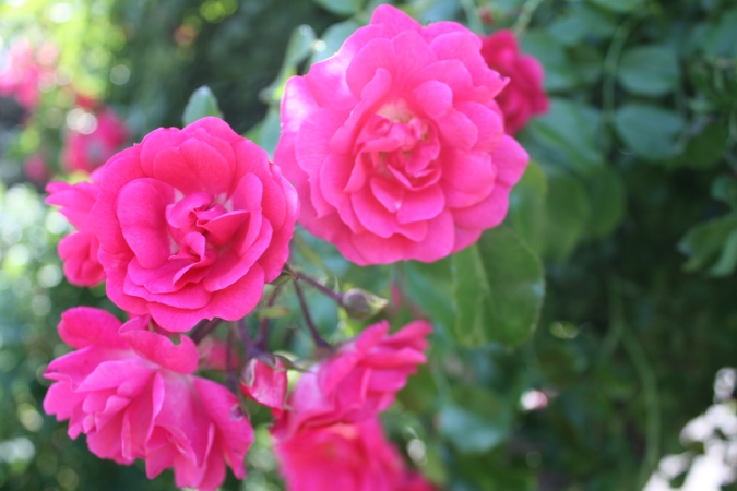 De très belles roses