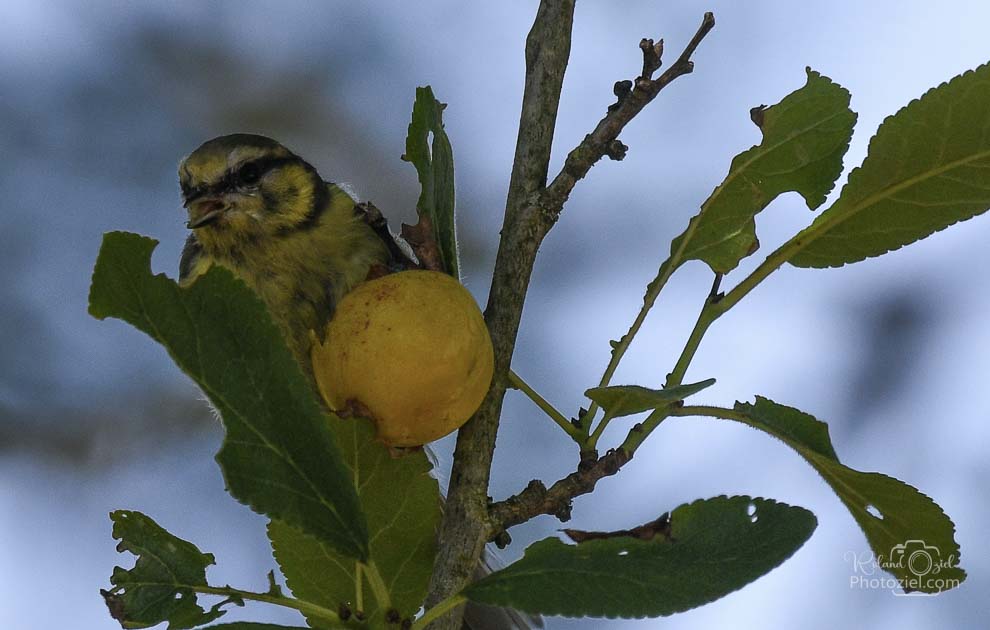 Mésange bleue