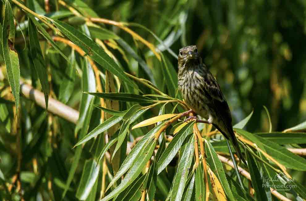 Linotte mélodieuse