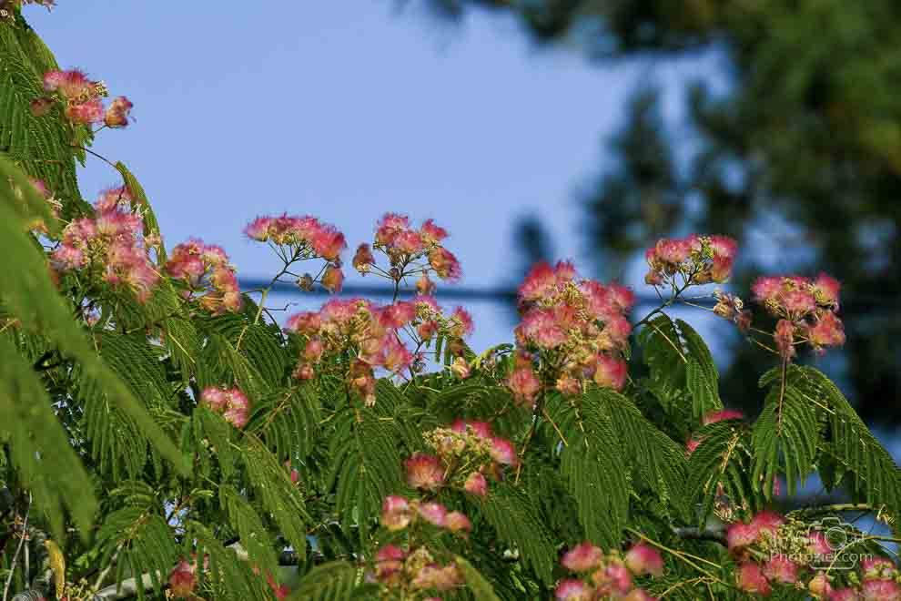 Albizia rose