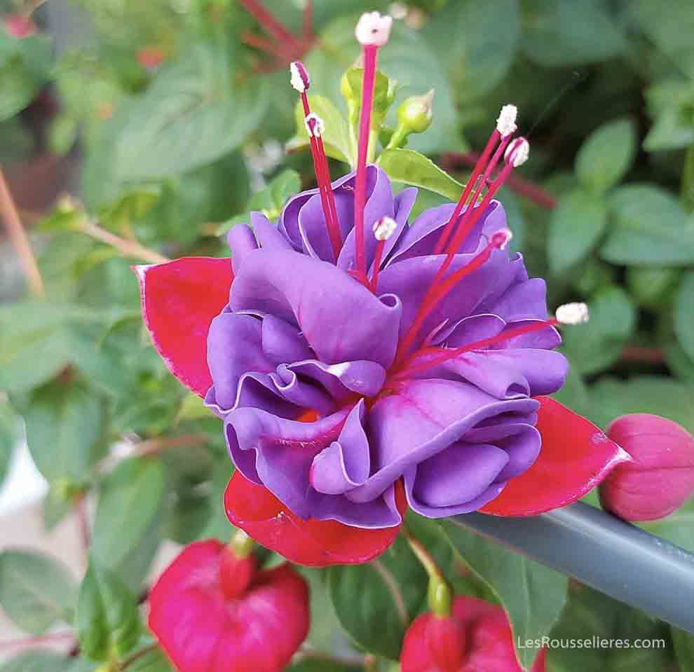 Fleur au Domaine des Rousselière  les Sables d&apos;Olonne