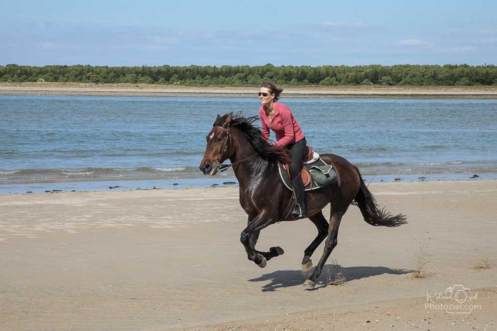 Camping et gites équestres aux sables d&apos;olonne